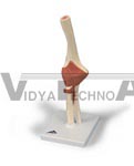 Deluxe Functional Elbow Joint Model